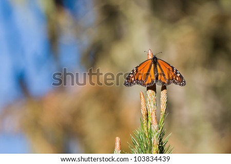 Monarch Butterfly (Danaus plexippus).  Monarch Butterflies cluster together on the pines and eucalyptus trees during their migration to overwinter in Monarch Grove Sanctuary, Pacific Grove, CA.