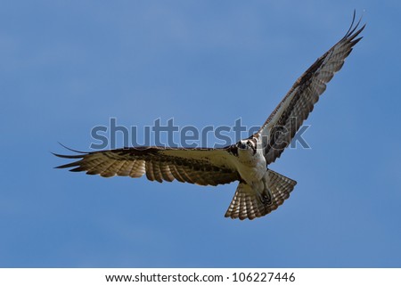 Osprey (Pandion haliaetus).  The Osprey, sometimes known as the sea hawk, fish eagle or fish hawk, is a diurnal, fish-eating bird of prey.