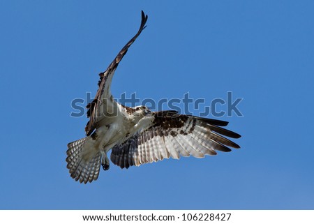 The Osprey (Pandion haliaetus), sometimes known as the sea hawk, fish eagle or fish hawk, is a diurnal, fish-eating bird of prey.