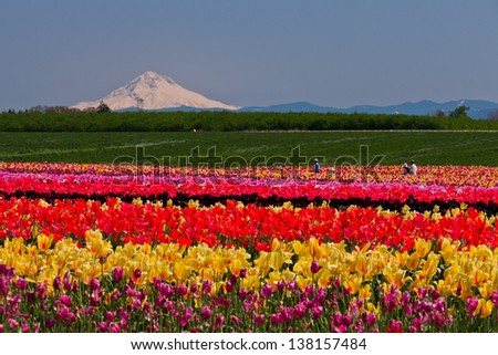 Tulip field. View of agricultural field growing tulips.