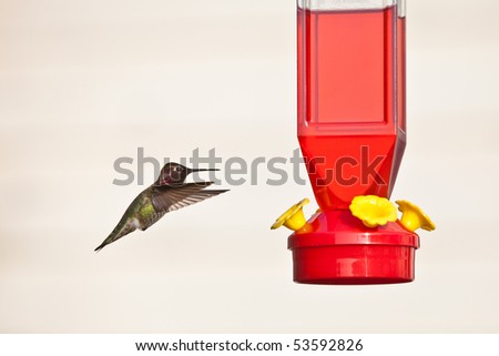 Hummingbird and feeder.  Anna\'s Hummingbird against light background