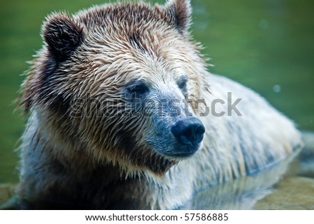 Grizzly Bear (Ursus arctos horribilis).  Head shot of a Grizzly Bear sitting in water.