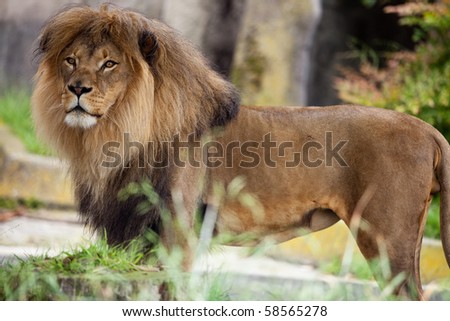 Male African Lion. A photograph depicts a  male African lion.