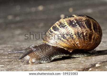 Garden Snail. Close up image of a Garden Snail crawling on a cement floor.