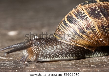 Garden Snail. Close up image of a Garden Snail crawling on a cement floor.
