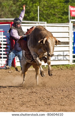 WILLITS, CA - JULY 4: Another rodeo bareback bull rider trying to stay on a twisting bull at the Willits Frontier Days, California\'s oldest continuous rodeo, held July 4, 2011 in Willits, CA.