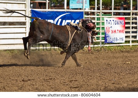 WILLITS, CA - JULY 4: Another rodeo bareback bull rider makes unsuccessful ride at the Willits Frontier Days, California\'s oldest continuous rodeo, held July 4, 2011 in Willits, CA.