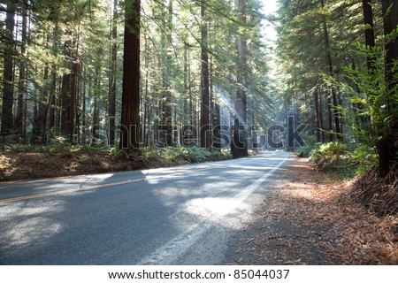 Sunbeams of morning sunlight shine through redwood forest and lighting a forest road in Redwood National and State Parks in northernmost coastal California.