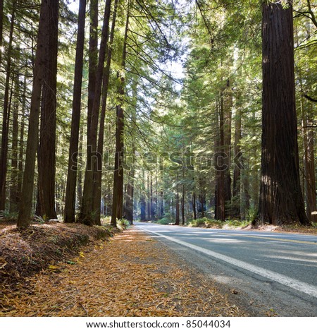 Sunbeams of morning sunlight shine through redwood forest and lighting a forest road in Redwood National and State Parks in northernmost coastal California.