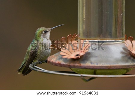 Anna\'s Hummingbird sitting on a feeder, isolated against blurred background.