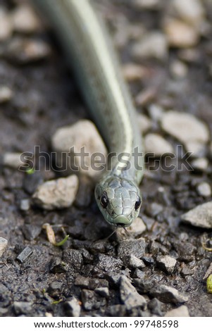 Common garter snake moving across gravel path.