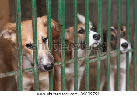 Three cute puppies locked in the cage