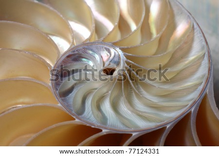 A close-up of the spirals of a Chambered Nautilus (Nautilus pompilius)