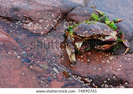 washed-up swimming crab lying on its back with paddle feet