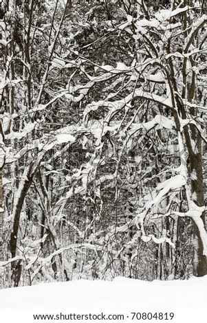 Branches of bushes on the fringe of the forest covered with snow