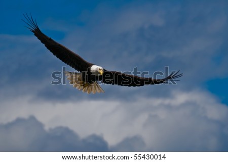 Soaring bald eagle looking down