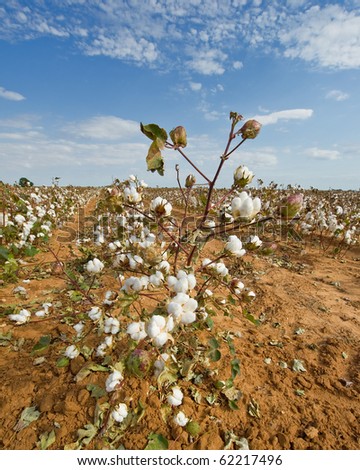 Cotton field at harvest time