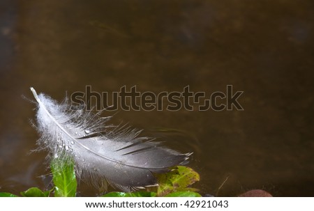 Little duck's feather drifted across a pond and got stuck on leaves.