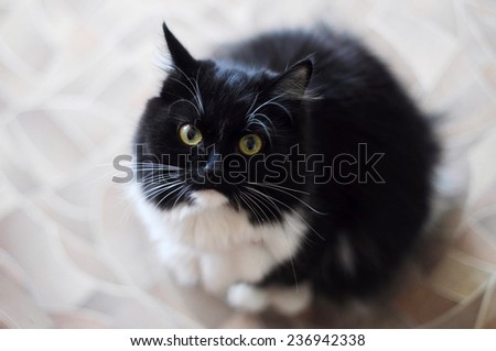 The black-and-white fluffy cat with white moustaches looks in a shot