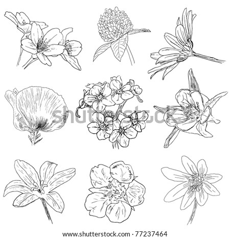 sketch flowers collection vectors download free vector art stock