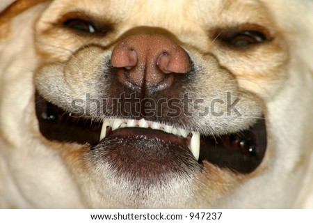 Crazy looking dog - focus on nose and teeth.