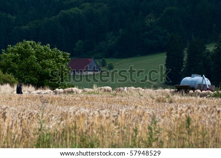 Flock of sheep grazing behind cornfield with shepherd and farm building in the background
