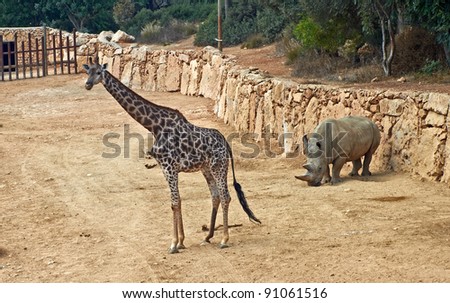 giraffe and rhinoceros in the Jerusalem Biblical Zoo. Israel