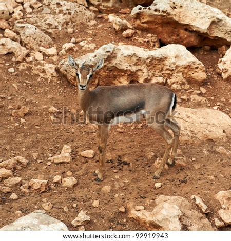 Deer graze in the Biblical Zoo in Jerusalem. Israel