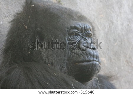gorilla face