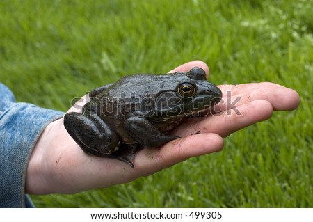 A large frog in a hand.