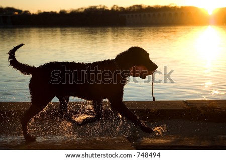 Wet dog carrying a toy in the setting sun.