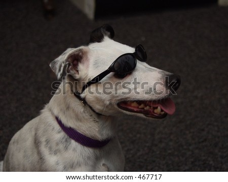 dog with sunglasses