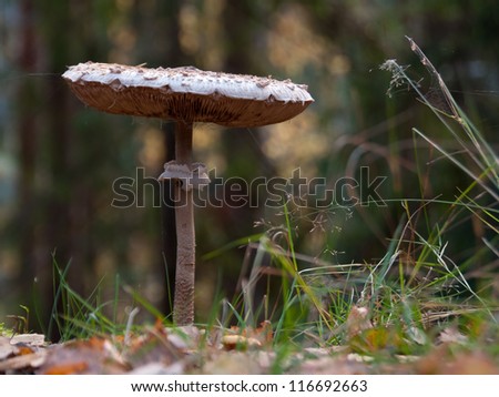 Macrolepiota procera fungus stays on precipice against fir wood background