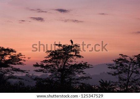 African stork bird marabou stands on tree top in sun back lighting at dawn against sunrise glowing over Victoria Lake background. Jinja, Uganda, Eastern Africa.