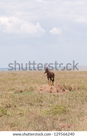 Topi antelope stands on clay heap in savanna plain against cloudy sky and distant mountain view background. Serengeti National Park, Great Rift Valley, Tanzania, Africa.