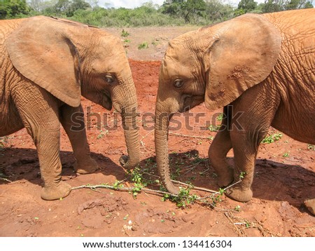 Two baby elephants stand in profile face-to-face. Sheldrick Elephant Orphanage in Nairobi, Kenya.