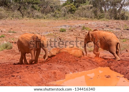 Three baby elephants play each other on red clay heap near pool with trees and bushes in background. Sheldrick Elephant Orphanage in Nairobi, Kenya.