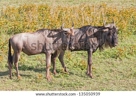Two Wildebeest (Gnu) stand in profile in savanna plain.Ngorongoro Crater, Great Rift Valley, Tanzania, Africa.