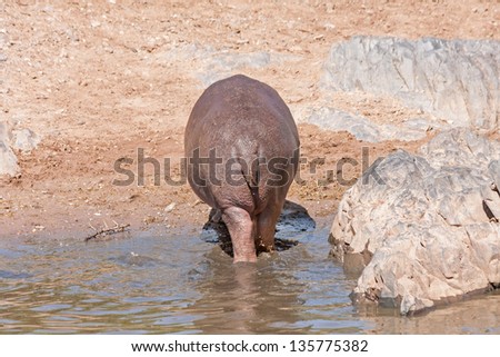 Hippopotamus (Hippopotamus amphibius) goes away from water on river bank. Serengeti National Park, Great Rift Valley, Tanzania, Africa.