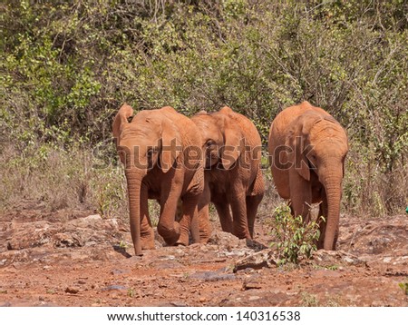 Tree baby elephants come to us on stony ground against bush background. Sheldrick Elephant Orphanage in Nairobi, Kenya.