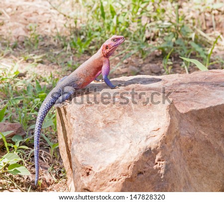 Pink and blue agama lizard sits on brown stone. Serengeti National Park, Great Rift Valley, Tanzania, Africa.
