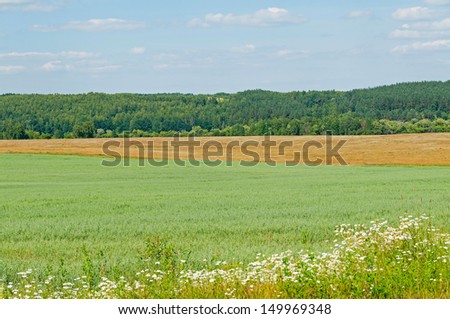 Vast oats (Avena sativa) field between forest and blossoming ox-eye daisy flowers meadow against blue sky background