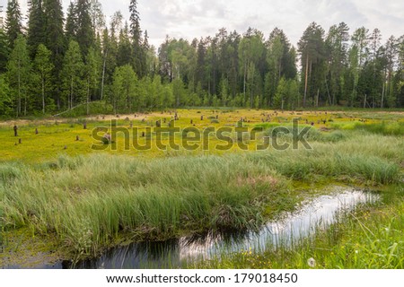 Bog landscape with open water plot against forest background