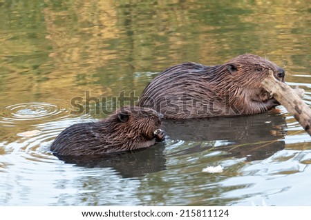 Two beavers sit in water in profile behind snag. Moscow, Russia.