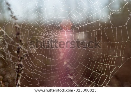 Cobweb with dew drops in morning fog at dawn on blurred background close-up view.