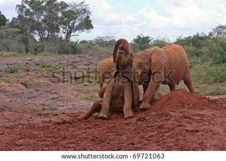 Three baby elephants play each other on red clay heap with trees and bushes in background. Sheldrick Elephant Orphanage in Nairobi, Kenya.