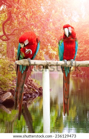 Two beautiful red and blue macaw perched on a wooden post by the tropical river
