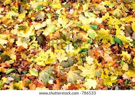 Scattering of bright autumn leaves on wet park ground