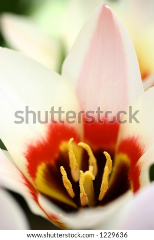 Close up of the inside of a single varigated red, yellow and soft pink tulip