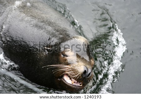 Close up of a male dominant male seal breaking through the surface of the water to breath